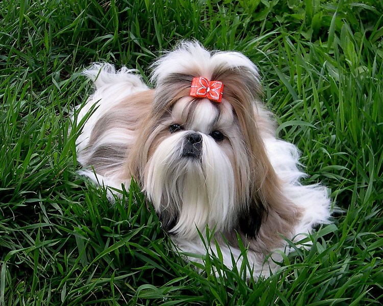 Ши тцу порода