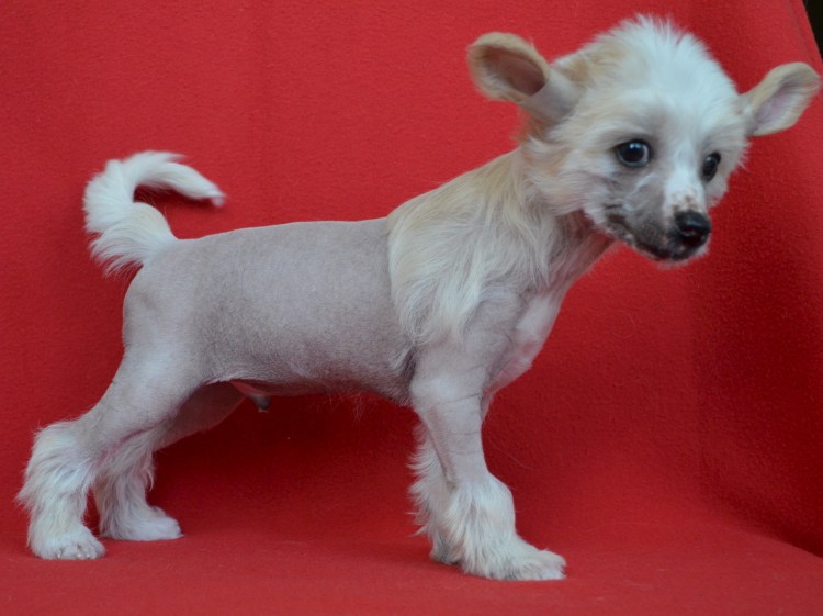 Китайская хохлатая щенок