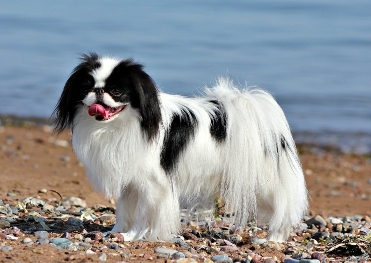 Порода японский Хин