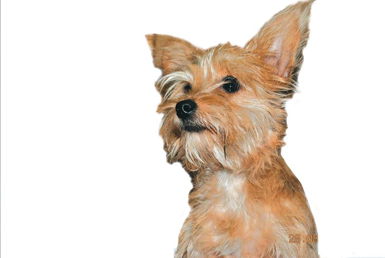 Московский дракон собака