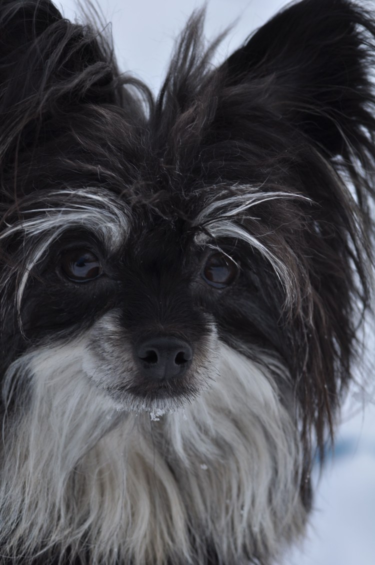 Чихуахуа китайская лохматая