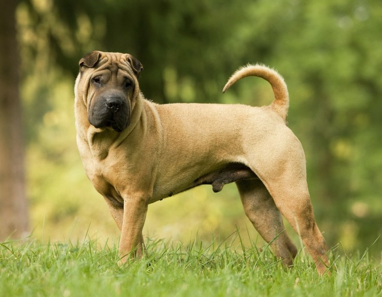 Китайский шарпей