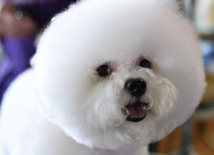 Собака китайских императоров