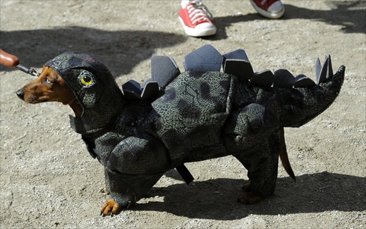 Собака викостюме дракона