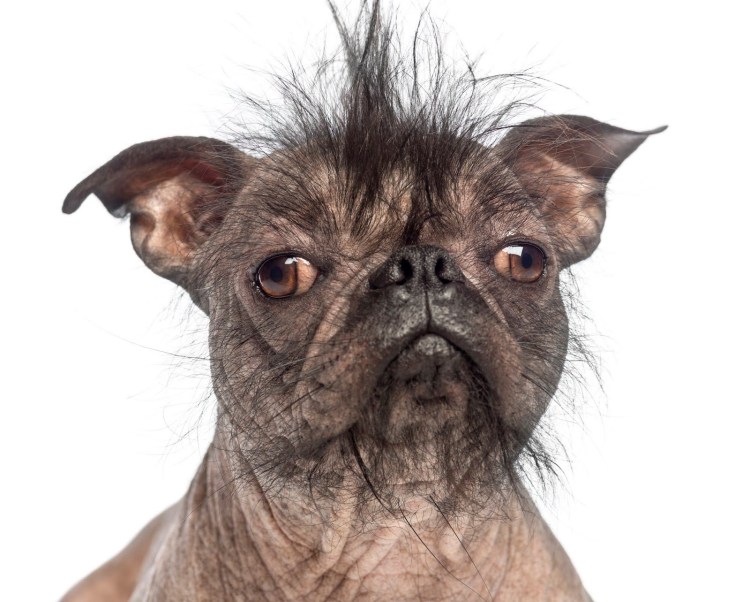 Хохлатый Мопс