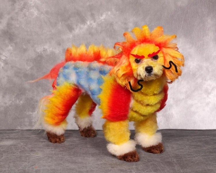 Креативные стрижки собак