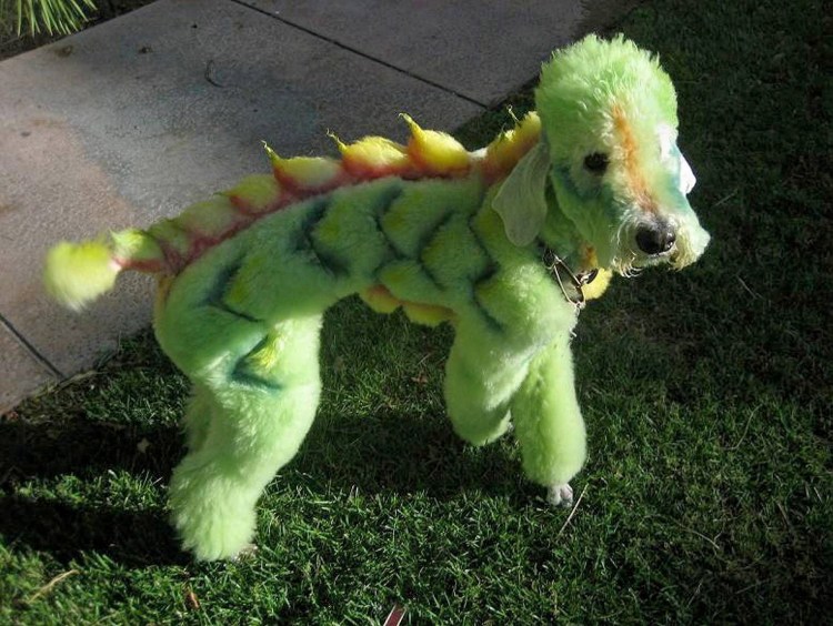 Собака дракон