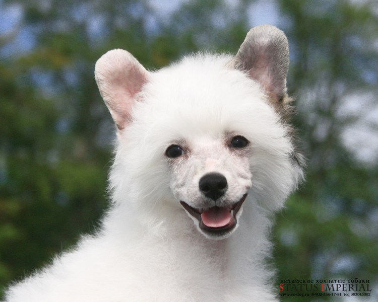 Китайская хохлатая собака пушистая