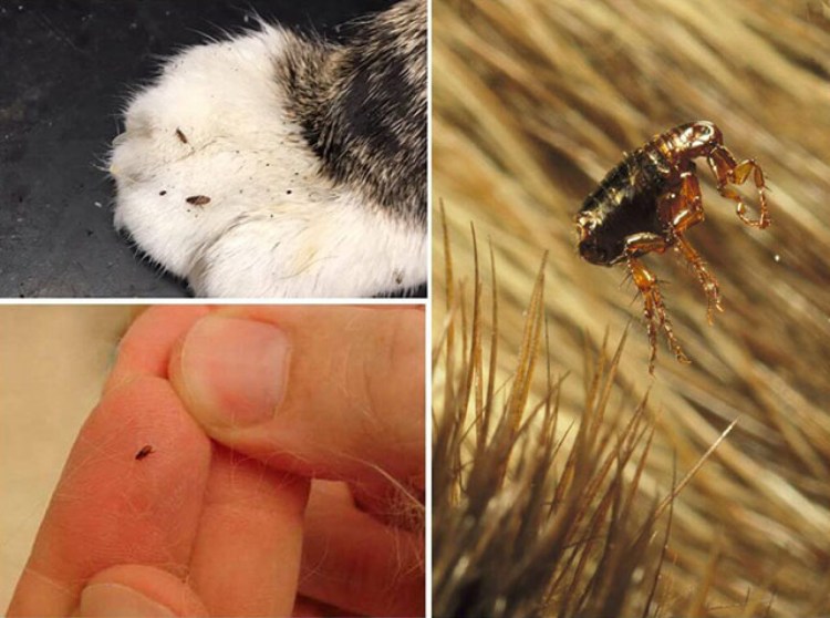 Статуэтка БЛОХАСТЫЙ щенок