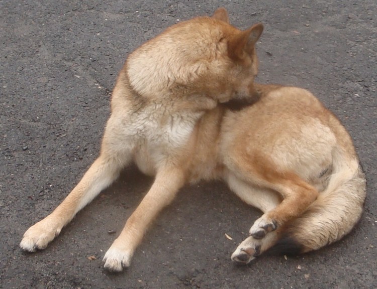 Дерматофитоз (лишай) у собак