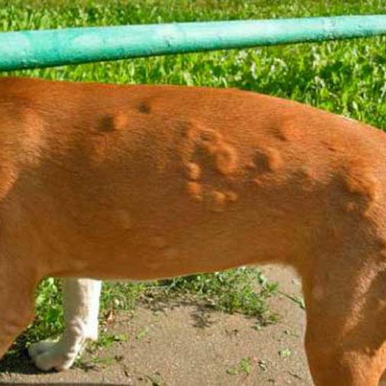 Подкожный клещ у морской свинки