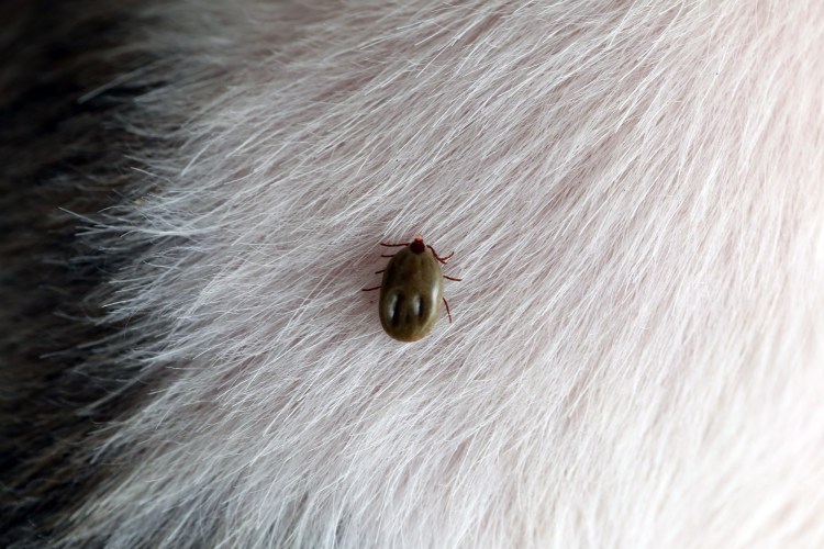 Обработка животных от паразитов