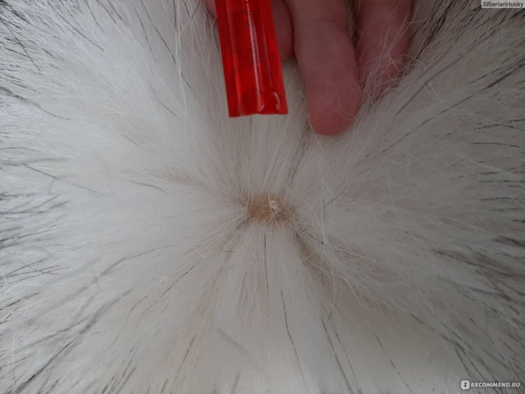 Блошиный дерматит у кошек