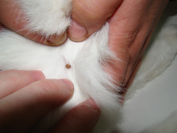 Блошиный аллергический дерматит