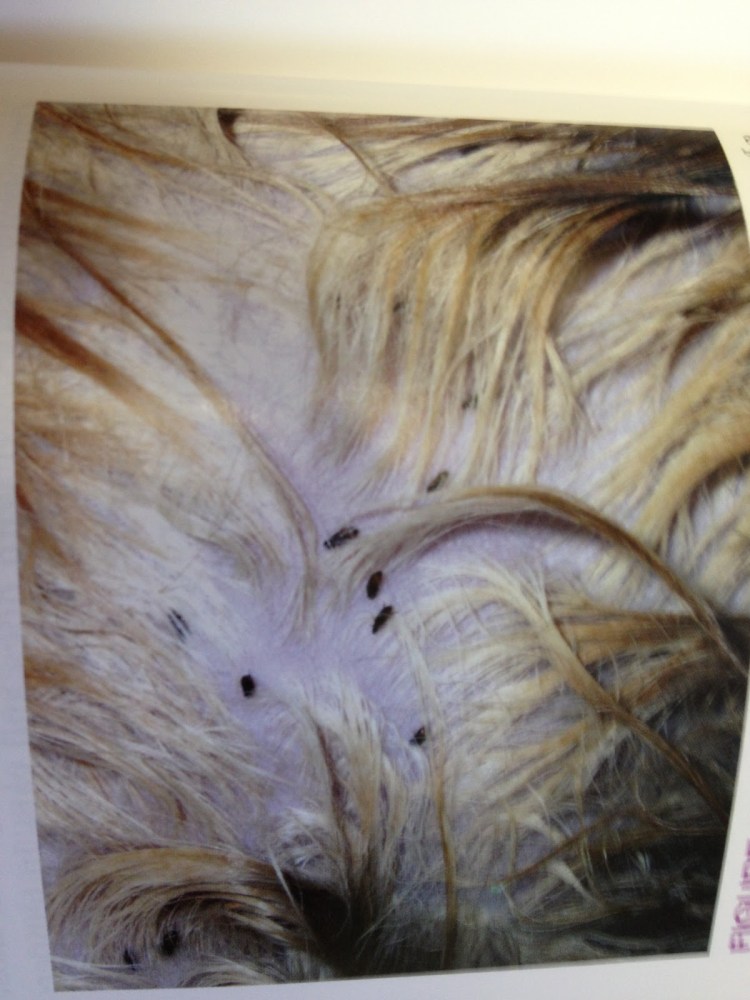 Клещи на домашних животных