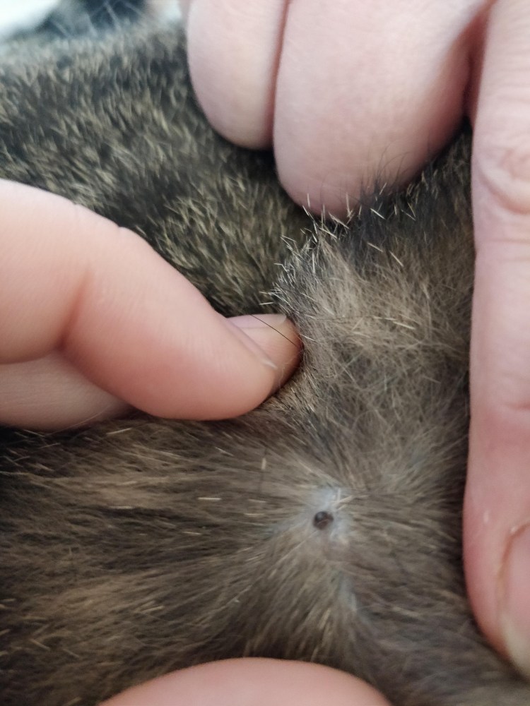 Обработка от блох собак