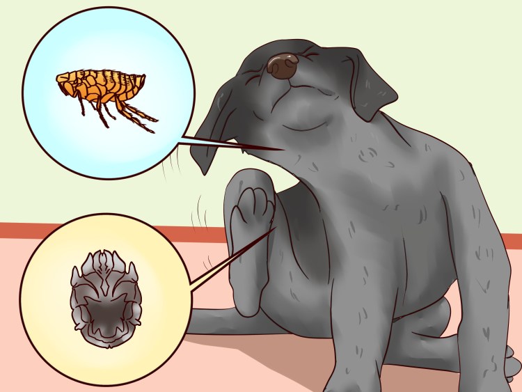 Милиарный (папулокрустозный) дерматит