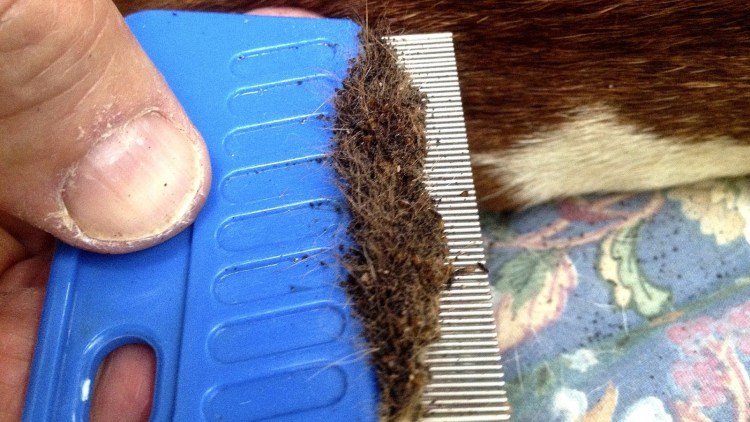 Кошачьи клещи иксодовые