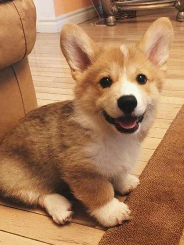 Милый Бассет-хаунд