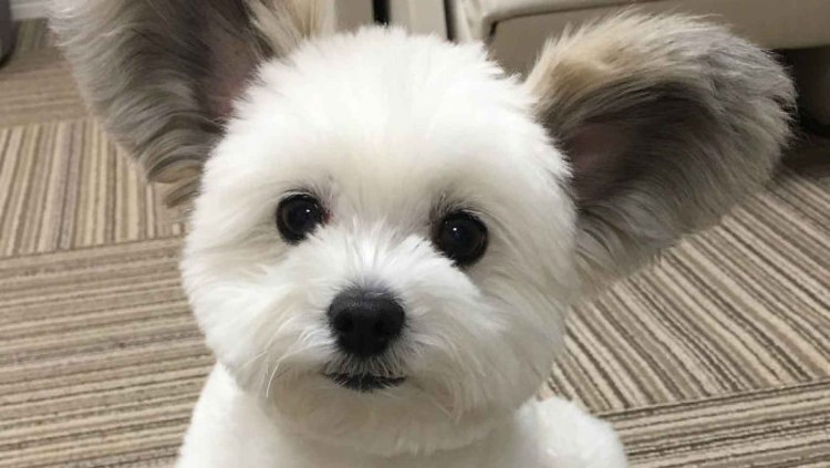 Болонка Микки