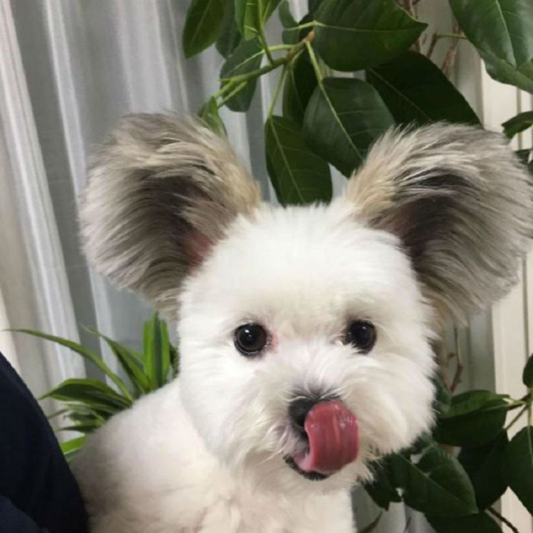 Болонка Микки