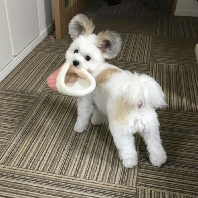 Болонка Микки