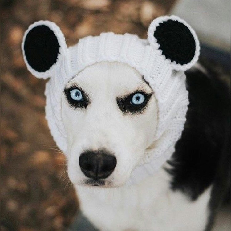 Шапка для собак с круглыми ушками