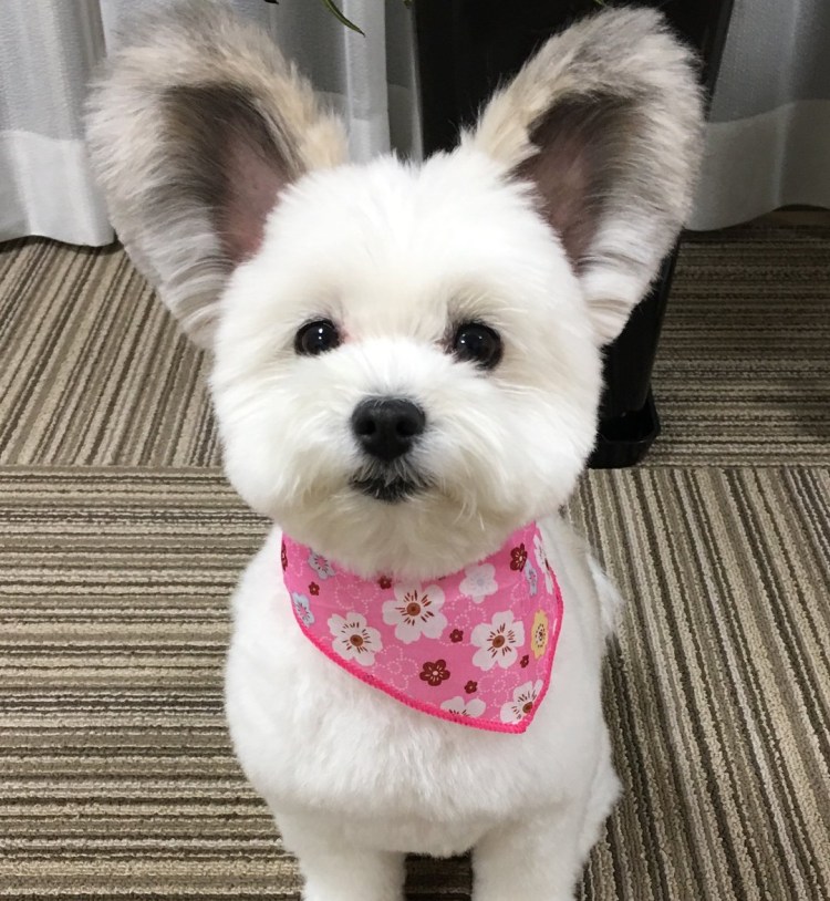 Микки порода собак