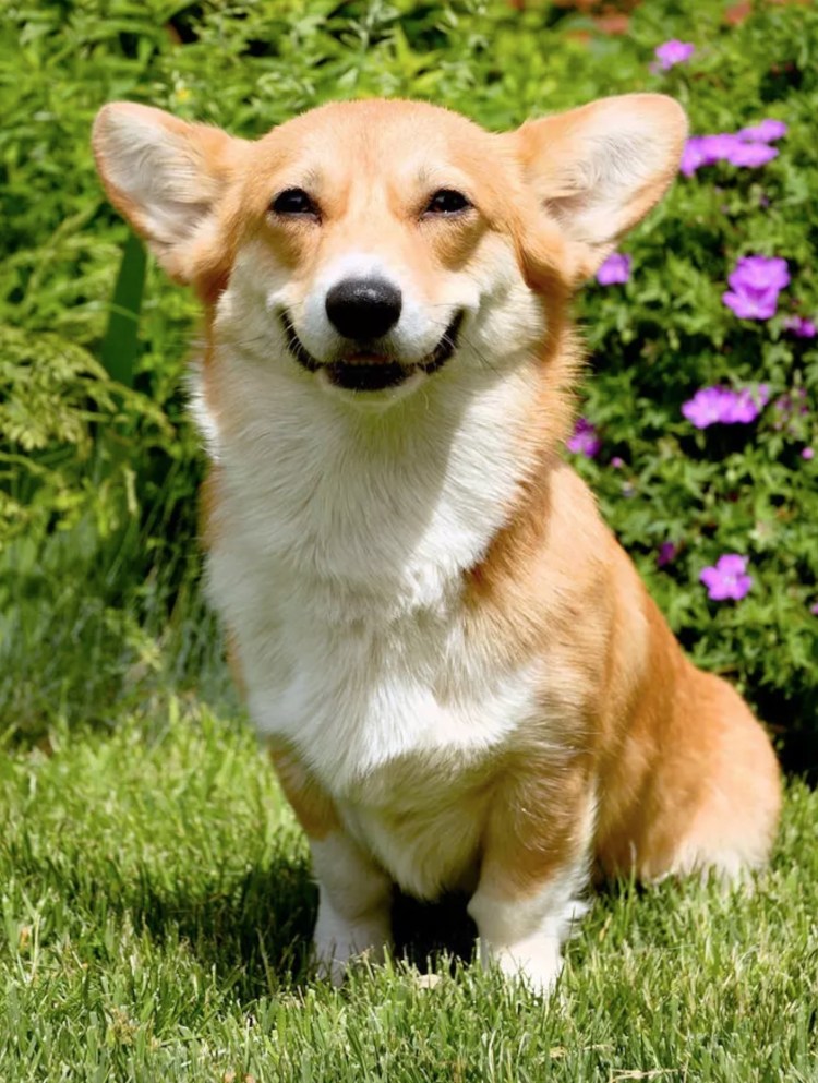 Лабрадор коричневый гладкошерстный