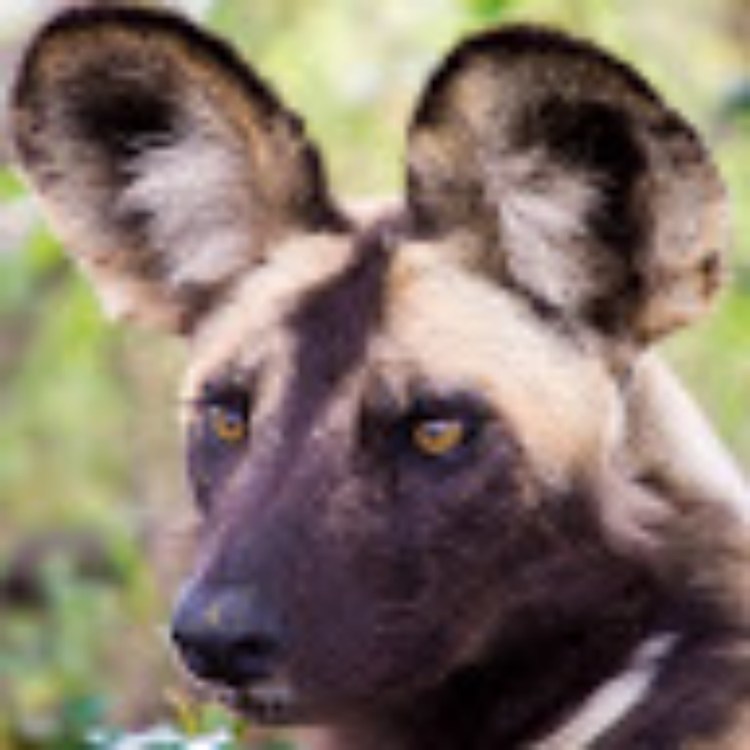 Терьер Ушастый