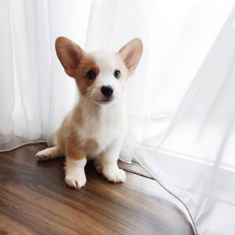 Чао Чао Панда