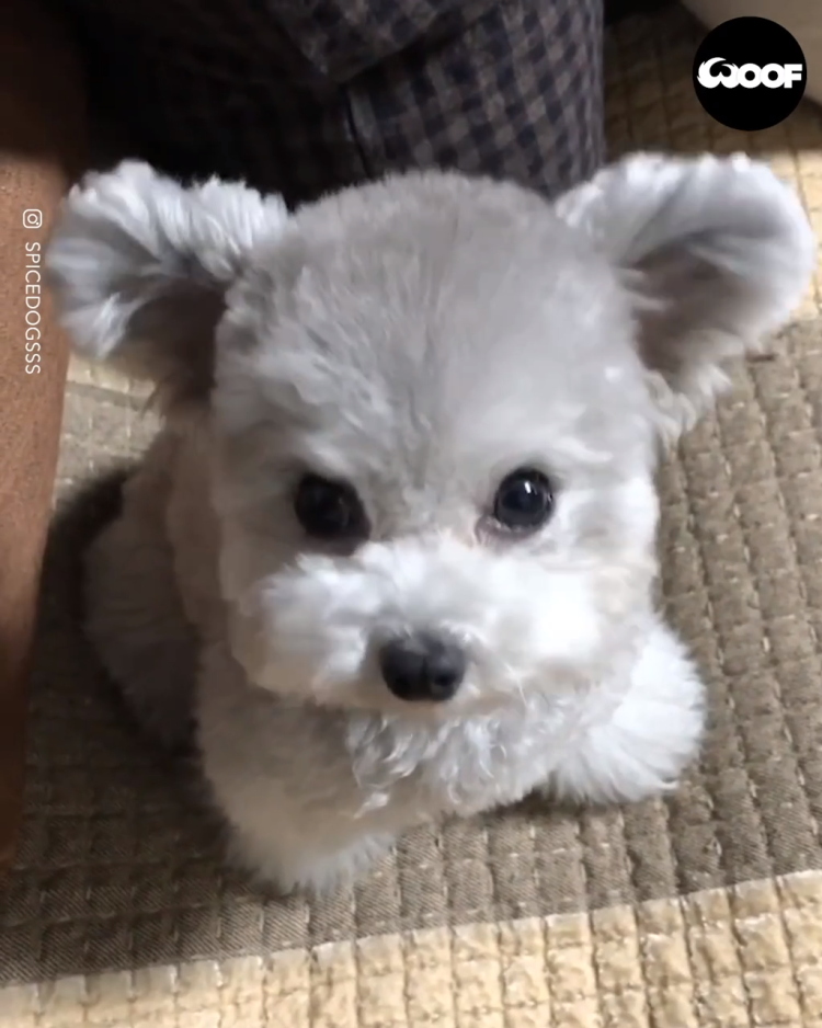 Алисия Браун порода собак