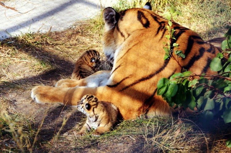 Тигр и Пума