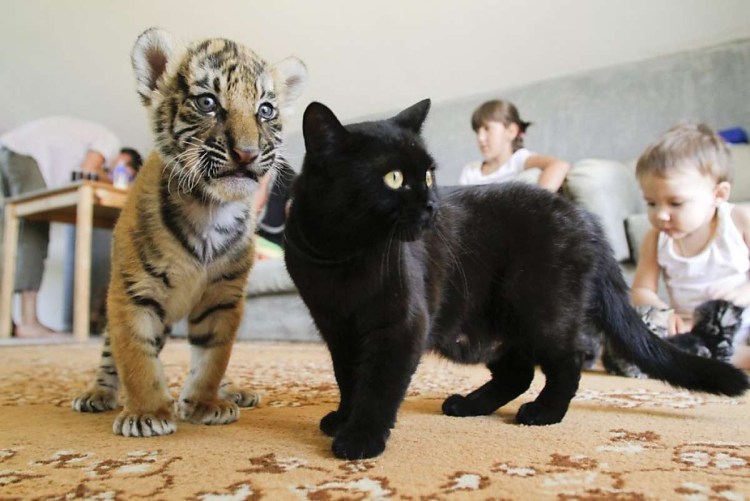 Тигр и кошка