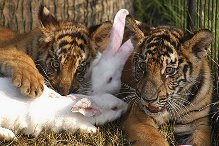 Лев и кошка