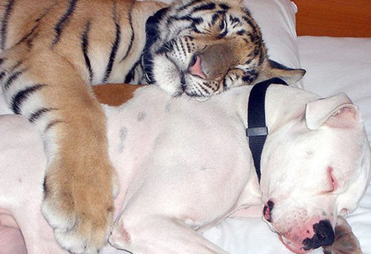 Тигренок и котенок вместе