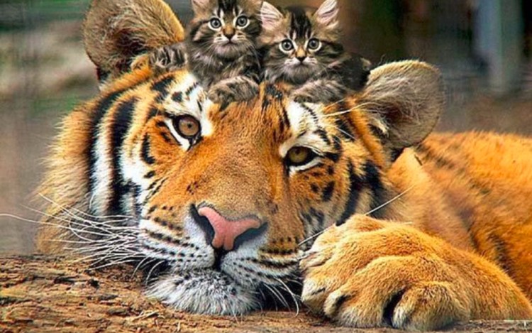 Кот и тигр вместе