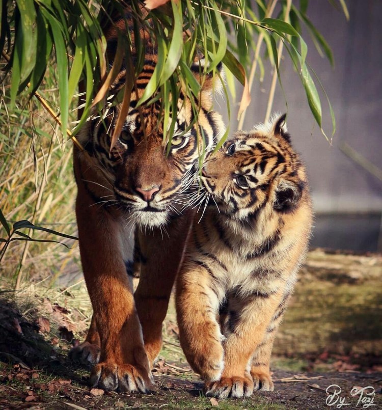 Три тигра против трех тигров фильм 1977