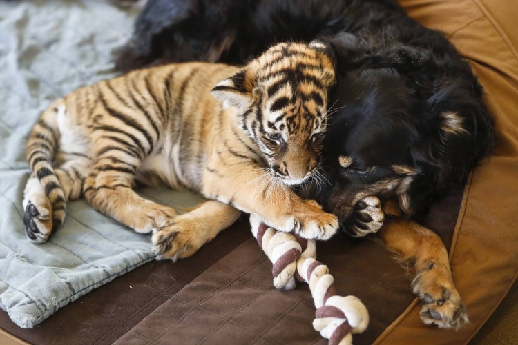 Немецкая овчарка против тигра