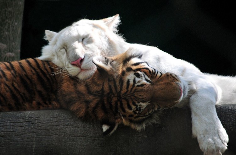 Обнимашки с тигром