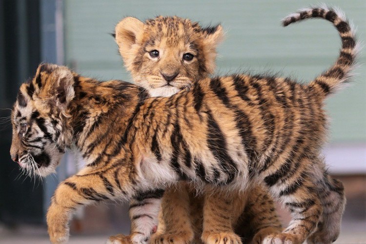 Гепард леопард Ягуар Пума пантера