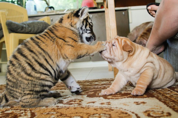 Белый Лев и белый тигр