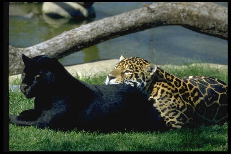 Львы тигры пантеры рыси леопарды