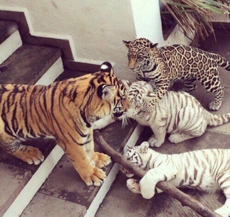 Тигр на море