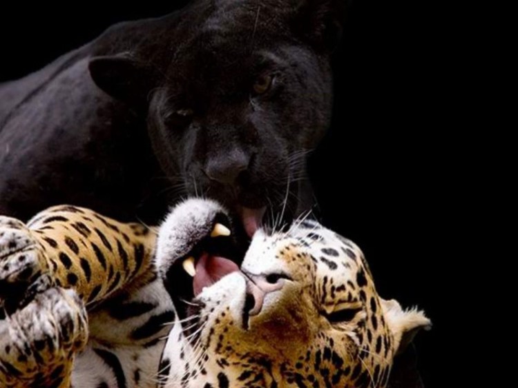 Львята и тигрята