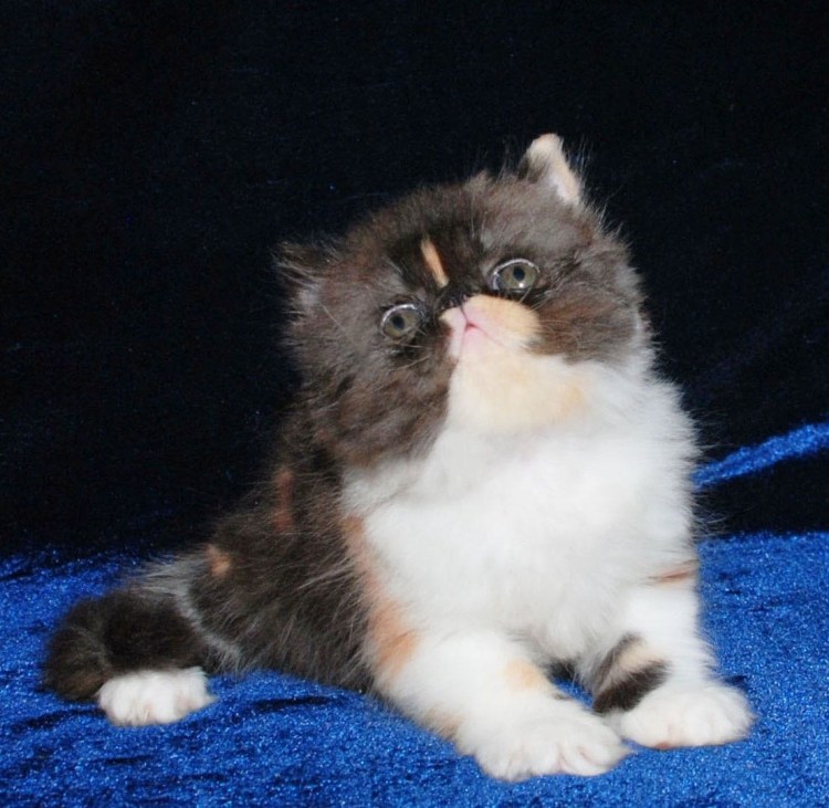 Персидская кошка