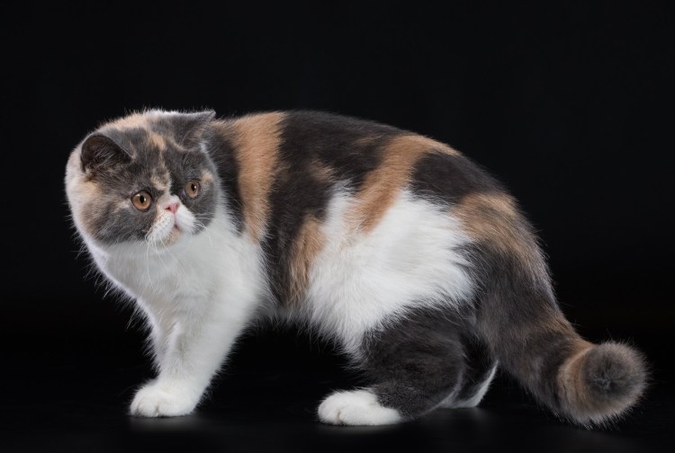 Экзотическая кошка короткошерстная биколор