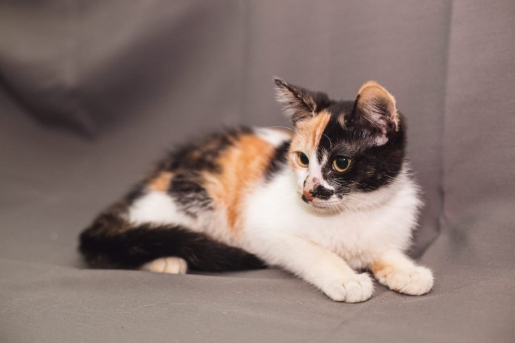 Экзот кошка с голубыми глазами