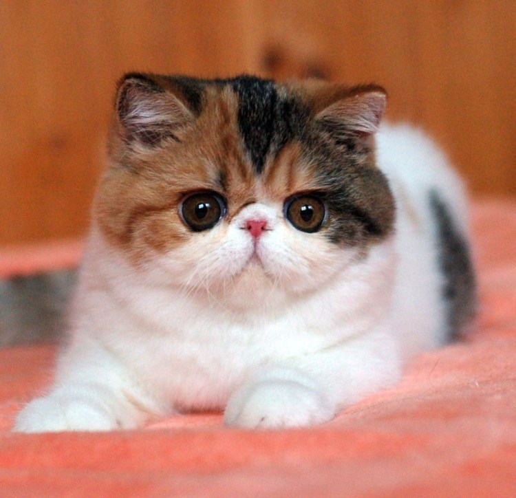 Трехшерстная кошка