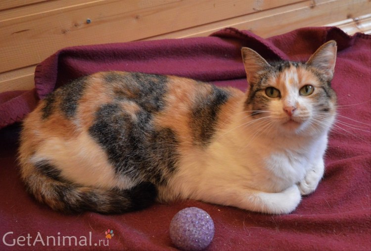 Экзот трехцветный